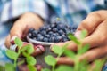 Kid hand holding bowl of freshly picked wild blueberries against bokeh green forest background Royalty Free Stock Photo