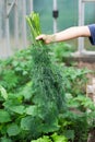 Kid hand holding bunch of dill in greenhouse Royalty Free Stock Photo