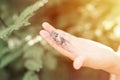 Kid hand holding cicada cicadidae a black large flying chirping insect or bug or beetle on arm. child researcher exploring animals Royalty Free Stock Photo