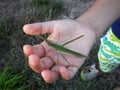 Kid hand holding grasshopper Royalty Free Stock Photo