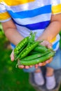 Kid hands holding green Peas Royalty Free Stock Photo