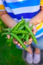 Kid hands holding green Peas Royalty Free Stock Photo