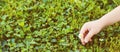 Kid hands picked small daisy flowers. Green grass with daisy. Nature background with copy space Royalty Free Stock Photo