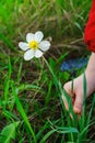 Kid hands to pluck a flower Royalty Free Stock Photo
