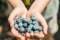 kid having a handful of a fresh picked-up blueberries Royalty Free Stock Photo