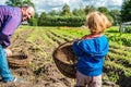 kid helping father harvesting digging potatoes