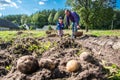 kid helping father harvesting digging potatoes