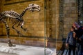 Kid and his father watch interested a dinosaur Mantellisaurus in Natural History Museum of London