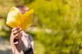 Kid holding autumns yellow leaves in hand. Close his face. Copy space Royalty Free Stock Photo