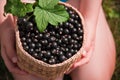 Kid holding a basket of black currant Royalty Free Stock Photo