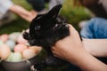 Kid holding a cute bunny rabbit in his hands with colorful easter eggs on the blurred background Royalty Free Stock Photo