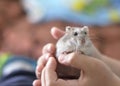 Kid holding a cute grey hamster, children and pets Royalty Free Stock Photo