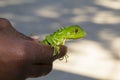 Kid Holding Lizard