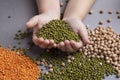Kid holding mung bean, scattered mash with red lentils and chickpeas, Close up, legumes concept Royalty Free Stock Photo