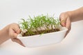 Kid holding young sprout of tomato. Child with green sprig in both hands. Earth day holiday concept.  on white Royalty Free Stock Photo