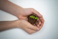 Kid holding young sprout of tomato. Child with green sprig in both hands. Earth day holiday concept On white background Royalty Free Stock Photo