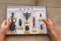 Kid holds box of insect specimens collection Royalty Free Stock Photo