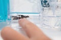 Kid looking at a transparent container with ant Royalty Free Stock Photo