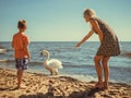 Kid and mother on beach have fun with swan. Royalty Free Stock Photo