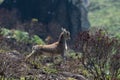 Kid of Nilgiri tahr Nilgiritragus hylocrius ungulate endemic to the Nilgiri Hills observed grazing on the slopes