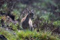 Kid of Nilgiri tahr Nilgiritragus hylocrius ungulate endemic to the Nilgiri Hills observed grazing on the slopes