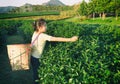 Kid pick up tea leaf at Green tea plantation field in shui fong, at sunset