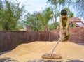 A kid piling wheat grains with wooden spade