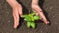 Kid Planting Seedling Vegetables, Child Hands in Agriculture Field, Girl Fingers Growing Plants, Watering Seeds