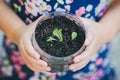 Kid planting vegetable sprout in a recycled plastic reused bottle. Concept for grow your own food at home for sustainable living.