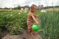 Kid with plastic watering can is watering dried onion stalks in kitchen garden Royalty Free Stock Photo