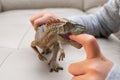 Kid playing an allosaurus toy and putting his finger inside the mouth