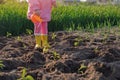 Kid in rubber boots is watering seedlings planted in row on bed from can Royalty Free Stock Photo