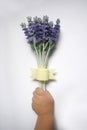 Kid's hand holding lavender