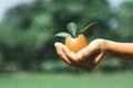 Kid's hand holding repuposed eggshell transformed into fertilizer pot. Gyre Royalty Free Stock Photo