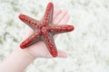 Kid holding red starfish Royalty Free Stock Photo