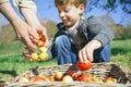 Kid and senior man hands putting apples in basket Royalty Free Stock Photo