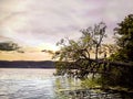 kid standing on a fallen tree jumping on the water