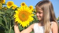 Kid in Sunflower Field at Sunset, Child Playing and Laughing in Agriculture Crop, Girl Portrait Smiling Outdoor in Nature, Happy C Royalty Free Stock Photo