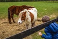 Kid talking to horses in paddock