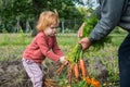 kid toddler picking carrots