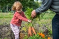 kid toddler picking carrots