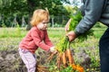 kid toddler picking carrots