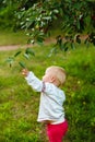 A kid in Ukrainian embroidery picks cherries from a branch in the summer in the garden. Harvesting cherries in Ukraine Royalty Free Stock Photo