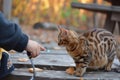 kid using a laser pointer playing with a savannah cat Royalty Free Stock Photo