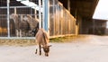 Kid walking in the zoo