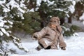 A kid in a winter fur coat, hat and felt boots in a snow-covered forest Royalty Free Stock Photo