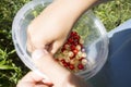 Kid& x27;s hands holding plastic container with white and red currant berries Royalty Free Stock Photo