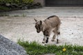 kiddy. a newborn baby goat