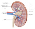 human kidney Royalty Free Stock Photo