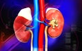 Kidney Royalty Free Stock Photo